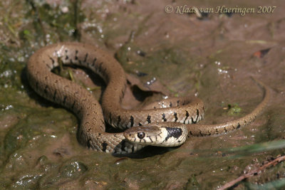 Ringslang - Grass Snake - Natrix natrix