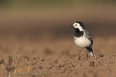 Witte Kwikstaart / White Wagtail