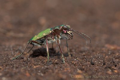 Groene zandloopkever / Green Tiger Beetle