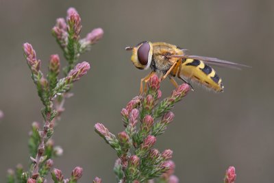 Bessenzweefvlieg - Hoverfly - Syrphus ribesii