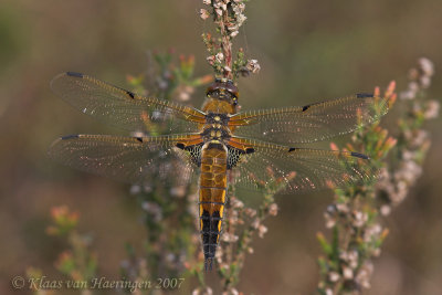 Viervlek / Four-spotted Chaser