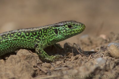 Zandhagedis / Sand Lizard