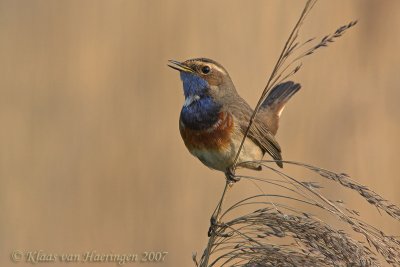 Blauwborst - Bluethroat - Luscina svecica