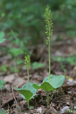 Grote keverorchis - Common twayblade - Listera ovata