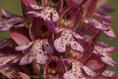 Orchis purpurea x Orchis militaris