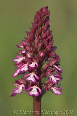 Orchis purpurea x Orchis militaris