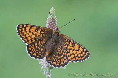 Veldparelmoervlinder - Glanville Fritillary - Melitaea cinxia