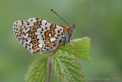 Veldparelmoervlinder - Glanville Fritillary - Melitaea cinxia