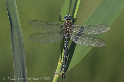 Glassnijder / Hairy Dragonfly