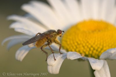 Strontvlieg / Yellow Dungfly