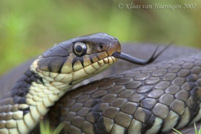 Ringslang - Grass Snake - Natrix natrix