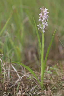 Vleeskleurige orchis - Early Marsh Orchid - Dactylorhiza incarnata