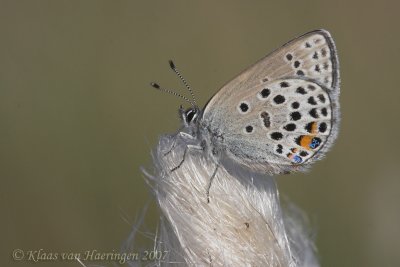 Veenbesblauwtje / Cranberry Blue