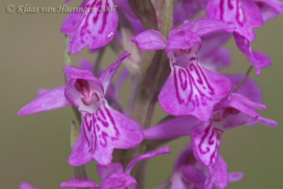 Gevlekte rietorchis - Spotted Marsh Orchid - Dactylorhiza praetermissa junialis