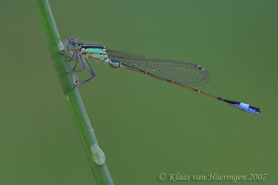 Lantaarntje - Blue-tailed Damselfly - Ischnura elegans