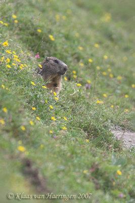 Alpenmarmot - Alpine Marmot - Marmota marmota