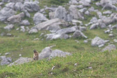 Alpenmarmot - Alpine Marmot - Marmota marmota