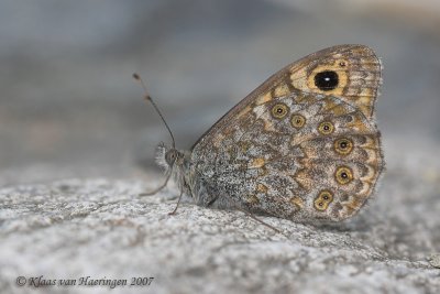 Argusvlinder - Wall Brown - Lasiommata megera
