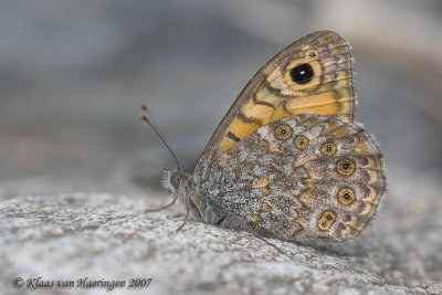 Argusvlinder - Wall Brown - Lasiommata megera