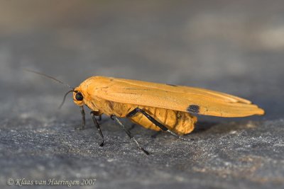 Viervlakvlinder / Four-spotted Footman