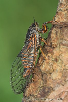 Bergcicade - New Forest Cicada - Cicadetta montana