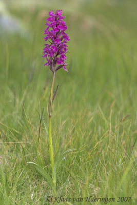 Smalle orchis - Narrow-leaved Marsh Orchid - Dactylorhiza traunsteineri