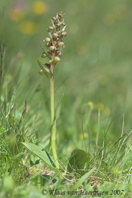 Groene nachtorchis - Long-bracted Orchid - Coeloglossum viride