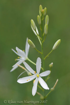 Grote graslelie - St Bernard's Lily - Anthericum liliago