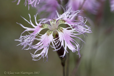 Prachtanjer - Dianthus superbus
