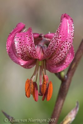 Turkse lelie - Turk's cap lily - Lilium martagon