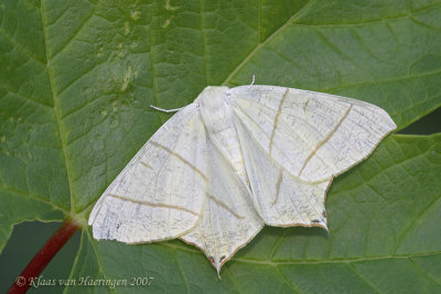 Vliervlinder / Swallow-tailed Moth