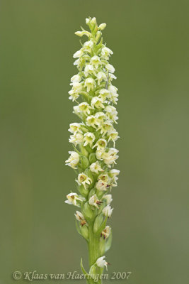 Witte muggenorchis / Small-white Orchid