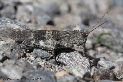 Roodvleugelsprinkhaan - Red-winged Grasshopper - Oedipoda germanica