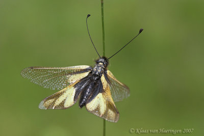 Vlinderhaft - Owlfly - Ascalaphus libelluloides