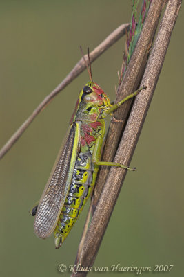 Moerassprinkhaan - Large Marsh Grasshopper - Stethophyma grossum