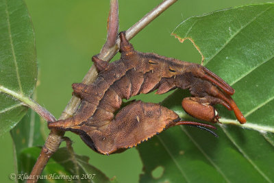 Eekhoorn - Lobster Moth - Stauropus fagi