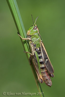 Zoemertje - Stripe-winged Grasshopper - Stenobothrus lineatus