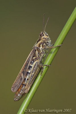 Ratelaar - Duetting Grasshopper - Chorthippus biguttulus