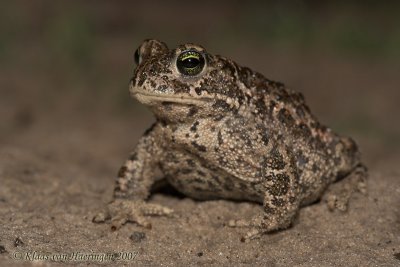 Rugstreeppad / Natterjack Toad