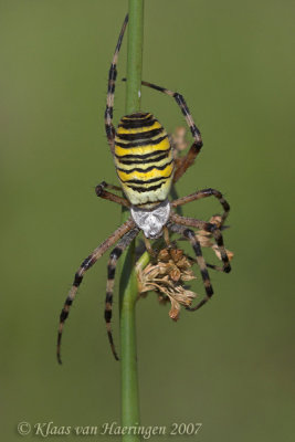Wespenspin - Wasp Spider - Argiope bruennichi