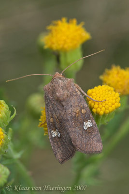 Geelbruine vlekuil - Saltern Ear - Amphipoea fucosa