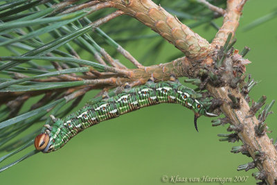 Dennenpijlstaart - Pine Hawk-moth - Hyloicus pinastri