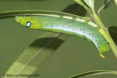 Oleanderpijlstaart - Oleander Hawk-moth - Daphnis nerii
