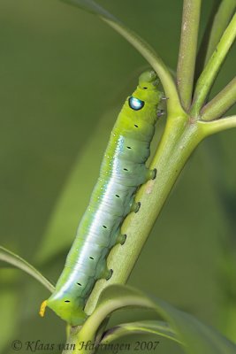 Oleanderpijlstaart - Oleander Hawk-moth - Daphnis nerii