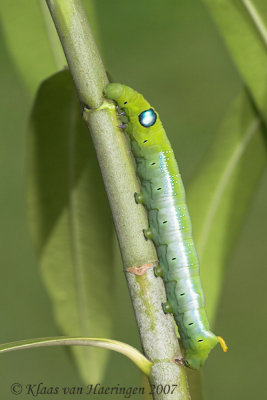 Oleanderpijlstaart - Oleander Hawk-moth - Daphnis nerii