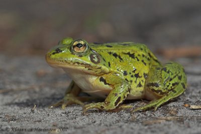 Bastaardkikker / Edible Frog