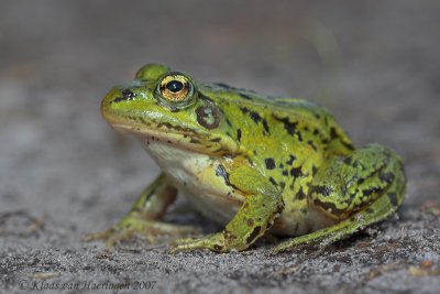 Bastaardkikker - Edible Frog - Rana klepton esculenta