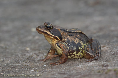 Heikikker - Moor Frog - Rana arvalis