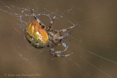 Viervlekwielwebspin / Four Spot Orb Weaver