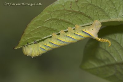 Doodshoofdvlinder - Death's Head Hawk-moth - Acherontia atropos